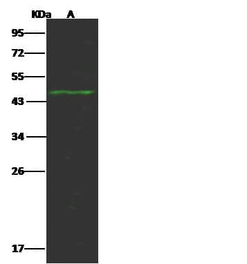 GDI1 Antibody (Preservative Free)