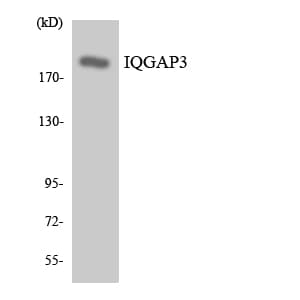 IQGAP3 Antibody (aa90-139)