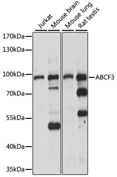 Polyclonal Rabbit anti-Human ABCF3 Antibody (WB)