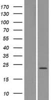 Human OR4X1 Protein (Over-Expression Lysate Myc-DDK (Flag))
