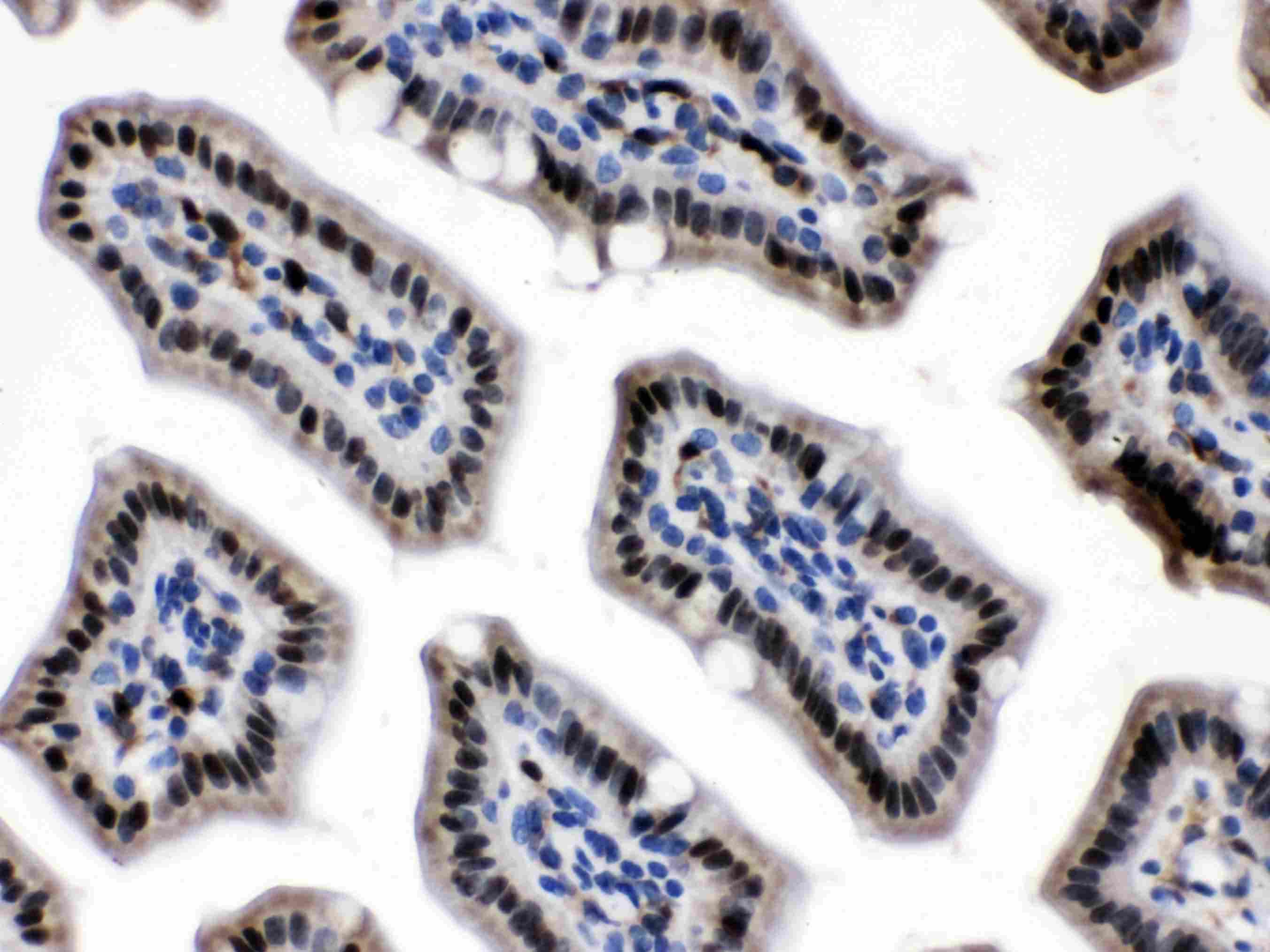 NAMPT / Visfatin Antibody