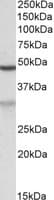IHC-plus™ Polyclonal Goat anti-Human MOB2 Antibody (aa97-109, IHC, WB)