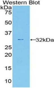 CASP12 / Caspase 12 Antibody (aa1-244, Biotin)