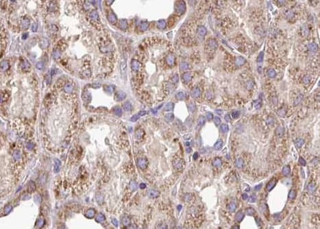 PYCR1 Antibody