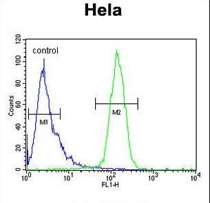 Polyclonal Rabbit anti-Human CLEC2B / AICL Antibody (aa59-86, WB)