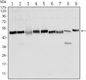 FOXD3 Antibody (clone 5G9)