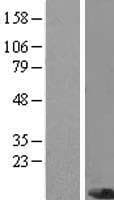 PIGC Protein (Over-Expression Lysate Myc-DDK (Flag))