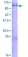 Human MARCH10 Protein (Recombinant GST)