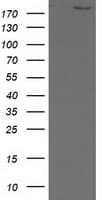 SHPRH Antibody (clone OTI5A8)