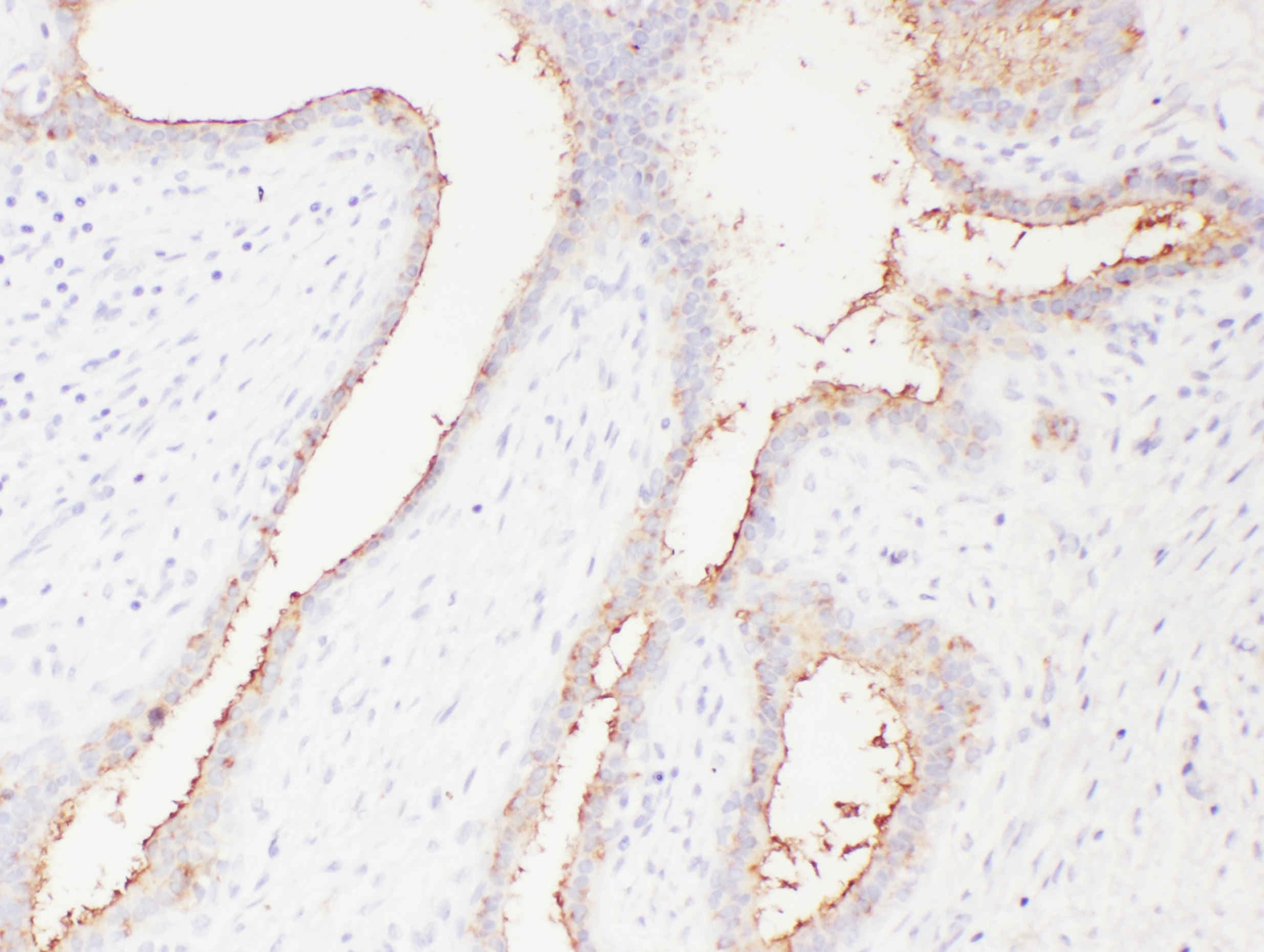 SLC22A6 / OAT1 Antibody (aa534-550)