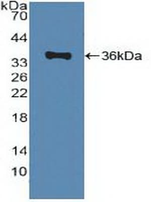ABCA1 Antibody (aa1385-1663, Cy3)