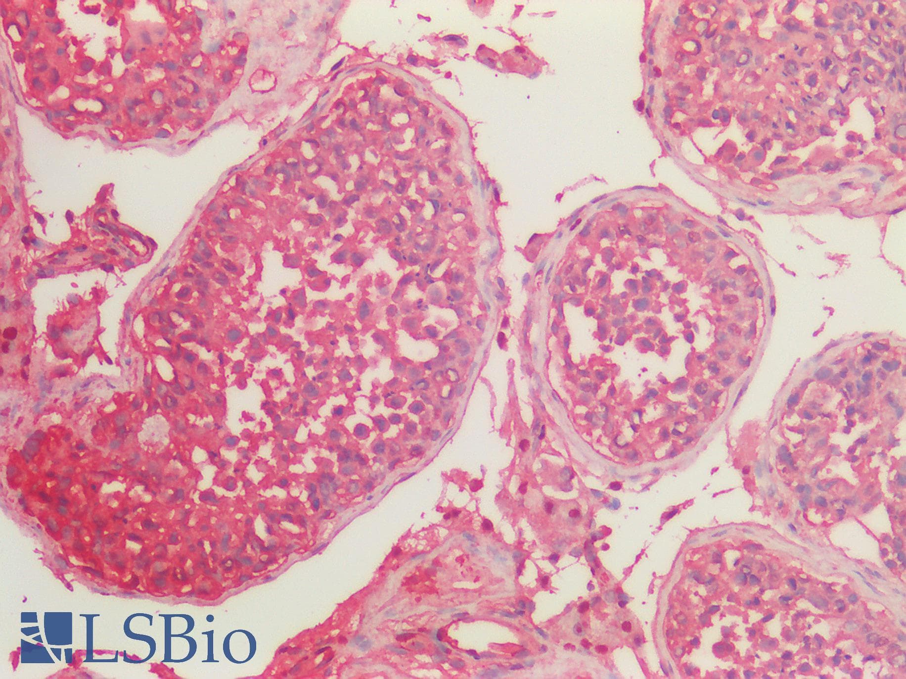 IHC-plus™ Polyclonal Goat anti-Human GAPDH Antibody (aa279-290, IHC, IF, WB)