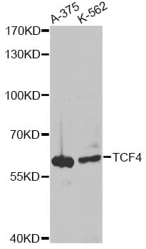 TCF4 Antibody