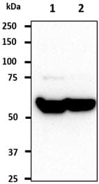 MCM7 Antibody (clone AT1G8)