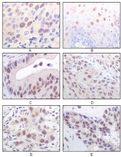 MYST1 Antibody (clone 8C4C4)