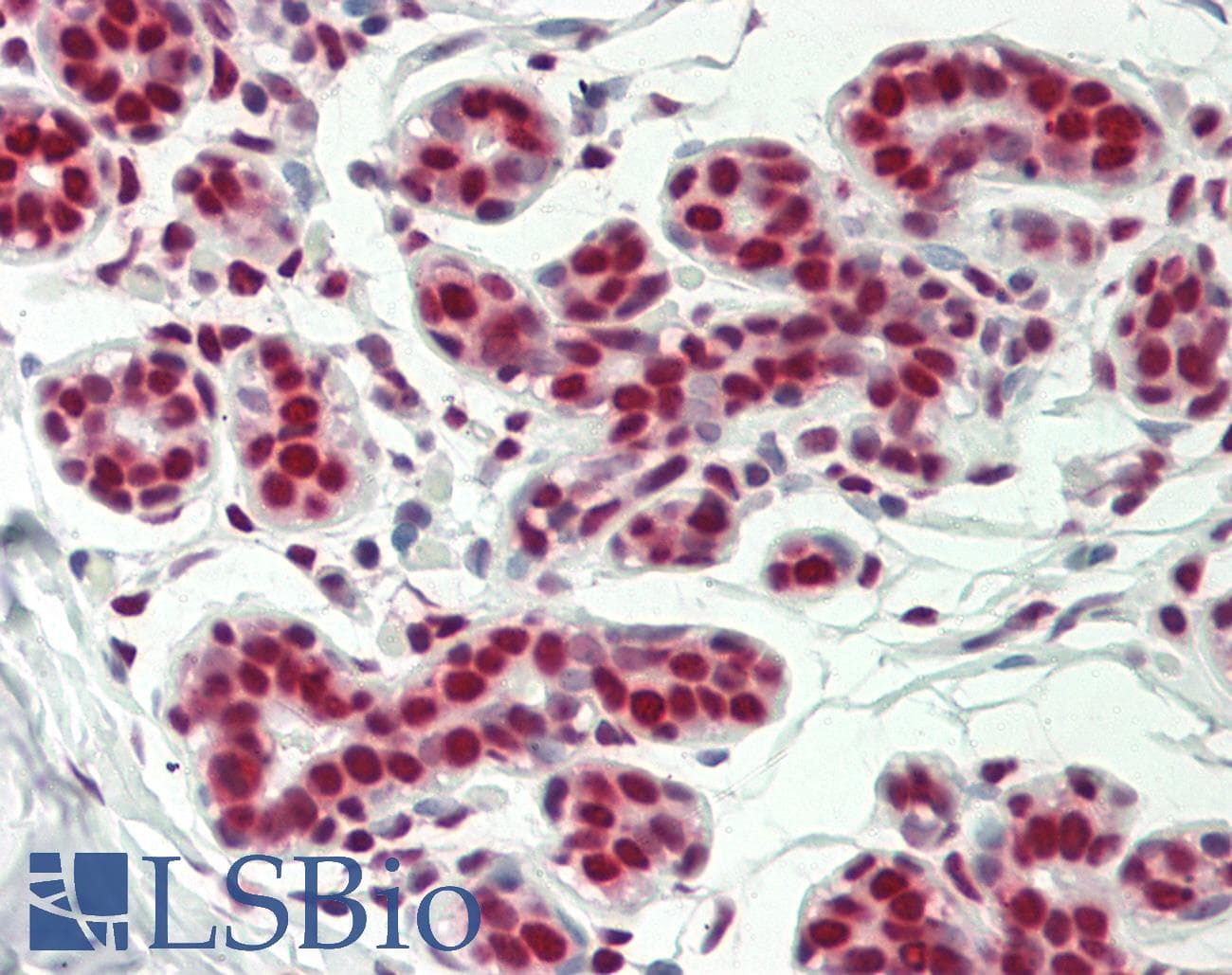 IHC-plus™ APEX1 / APE1 Antibody (clone 6E10)