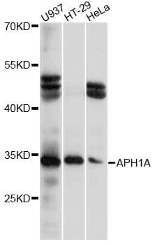 APH1A / APH-1 Antibody