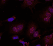 JUN / c-Jun Antibody
