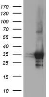 PSMF1 Antibody (clone OTI2F9)