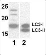 MAP1LC3A / LC3A Antibody