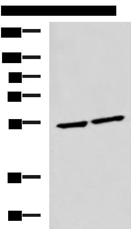 IRF2 Antibody