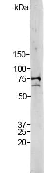 LMNA / Lamin A+C Antibody