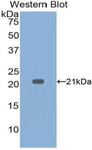 TNF Alpha Antibody (aa80-235)