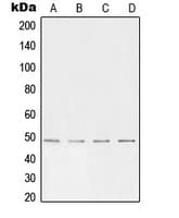 TFAP2A + TFAP2B Antibody (C-Terminus)