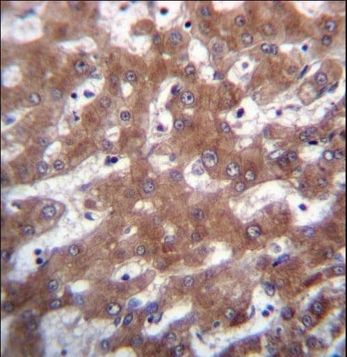 TRUB1 Antibody (aa152-180)