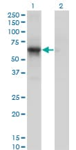 CDK16 / PCTAIRE Antibody (clone 4D2)