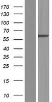 Human ANKRD53 Protein (Over-Expression Lysate Myc-DDK (Flag))