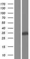 EAN57 Protein (Over-Expression Lysate Myc-DDK (Flag))