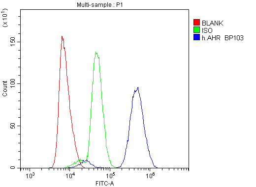 AHR Antibody