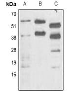 Phosphoserine Antibody