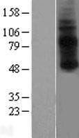 GPR3 Protein (Over-Expression Lysate Myc-DDK (Flag))