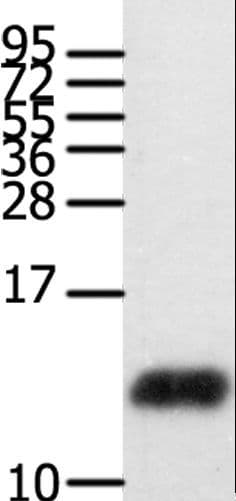 CCL28 / MEC Antibody