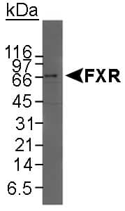 NR1H4 / FXR Antibody (C-Terminus)