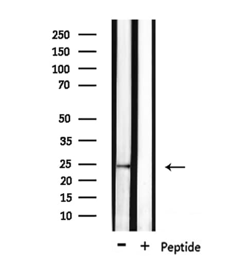 CD53 Antibody