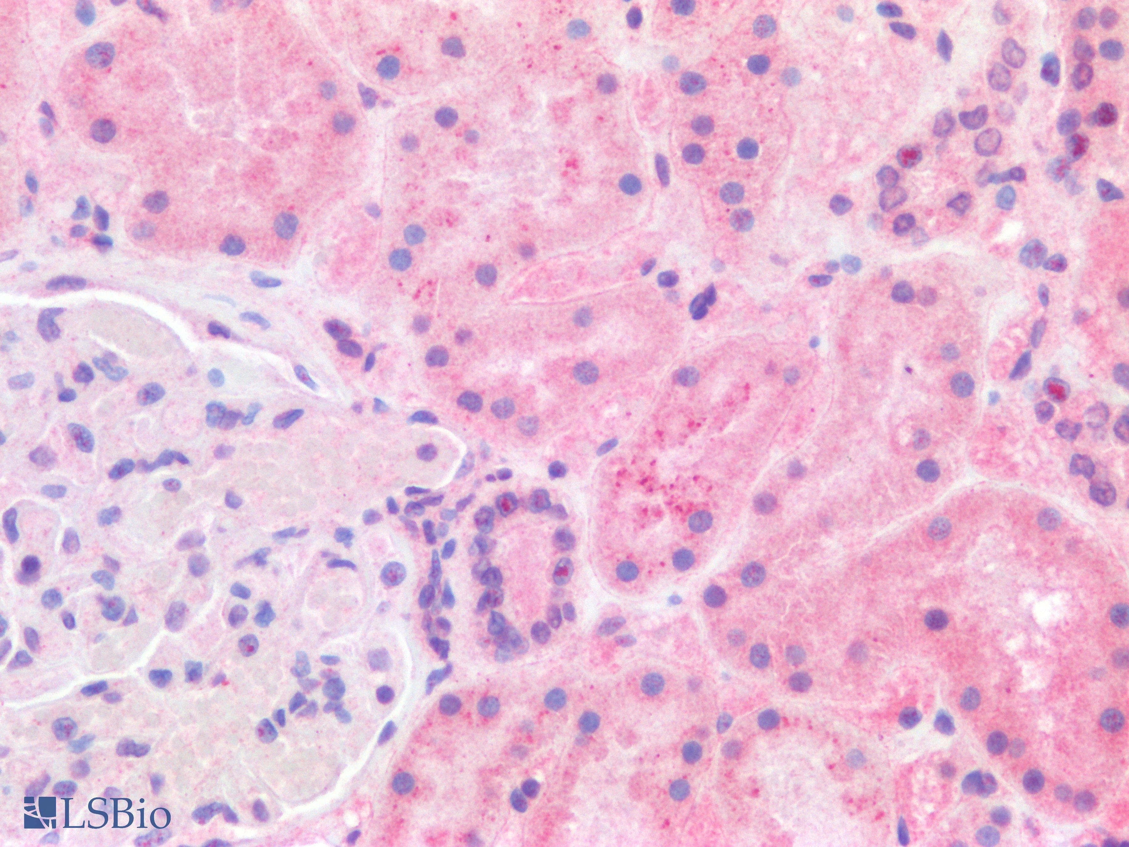 IHC-plus™ GPX3 Antibody