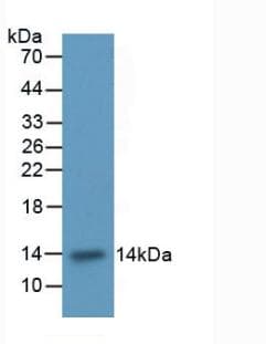 ITGAM / CD11b Antibody (aa598-700, PE)
