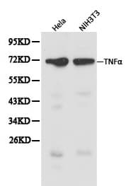 TNF Alpha Antibody