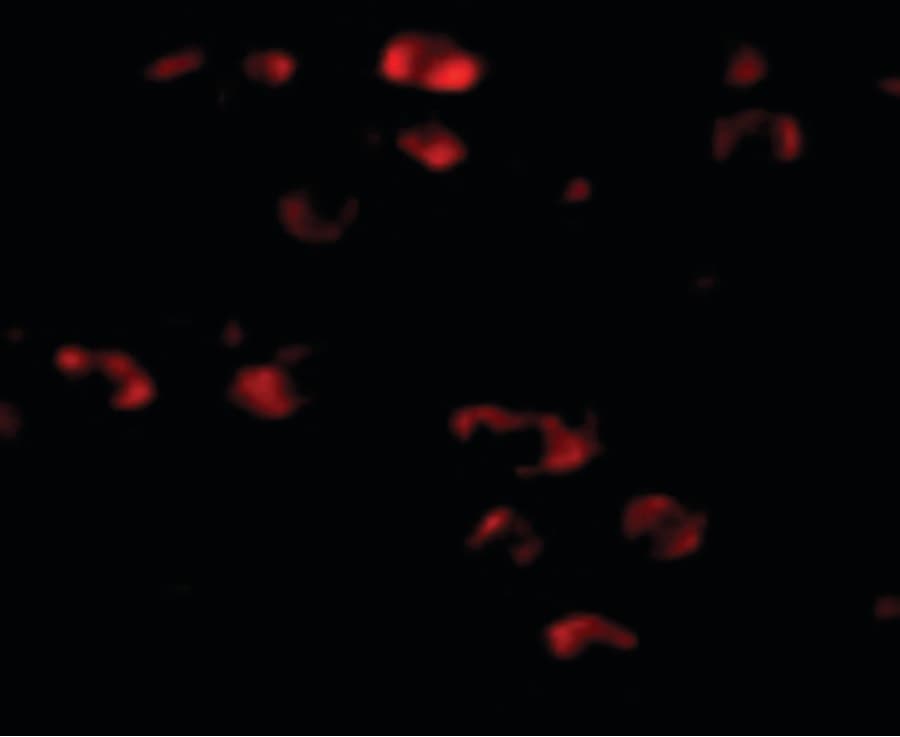 IHC-plus™ TMEM18 Antibody