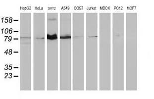 STAT5A Antibody (clone OTI11A9, Carrier-free)