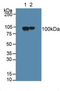 MAG Antibody (aa133-237, Cy3)