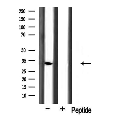 CD157 Antibody