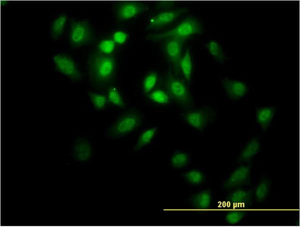 GABPA / NRF2 Antibody (clone 5C8)