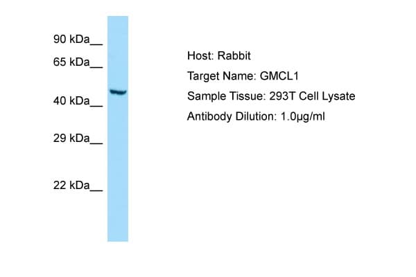 GMCL1 Antibody (aa367-416)