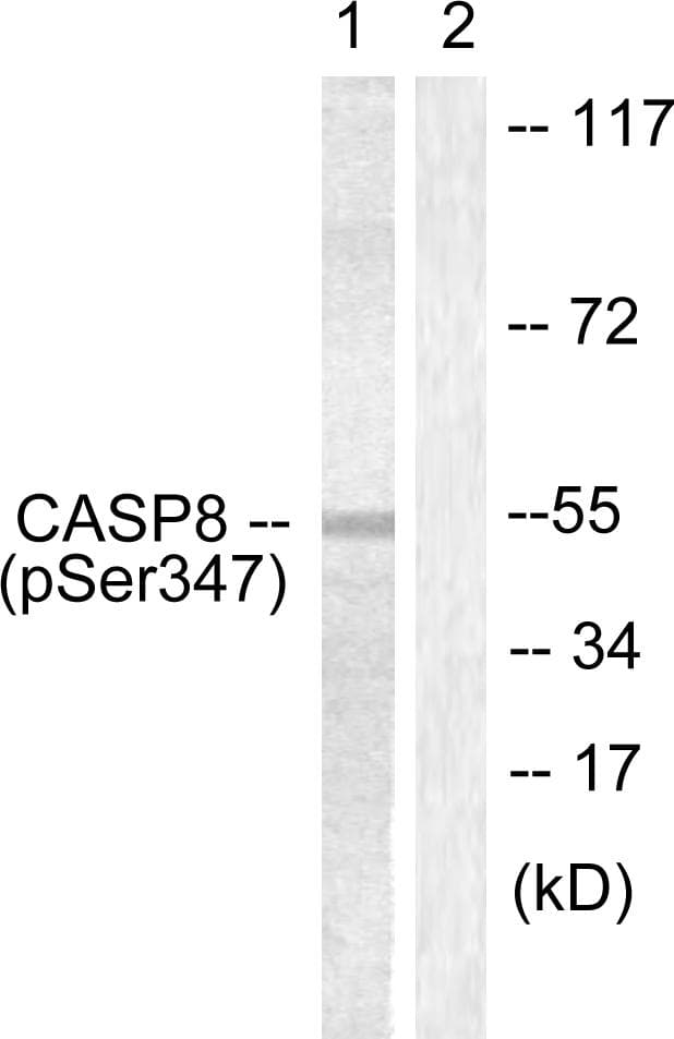 CASP8 / Caspase 8 Antibody (phospho-Ser347)
