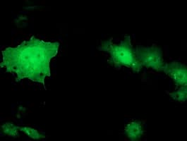TOMM34 Antibody (clone OTI2A6)
