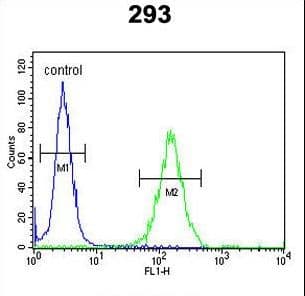 Polyclonal Rabbit anti-Human DZIP1 Antibody (aa568-596, IHC, WB)